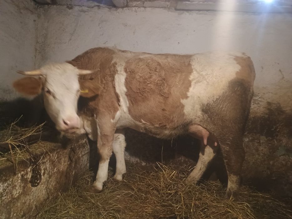 Vând vaca de 3 ani recent fătată cu 26 de litri de lapte la zi