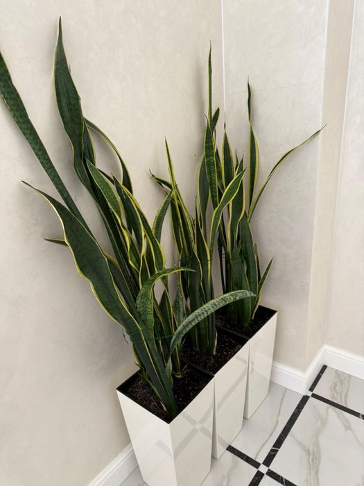 Сансевиера (Sansevieria trifasciata)