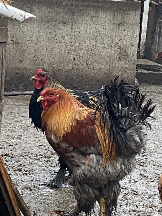 De dat cocosi plaimont rok barat si brahma