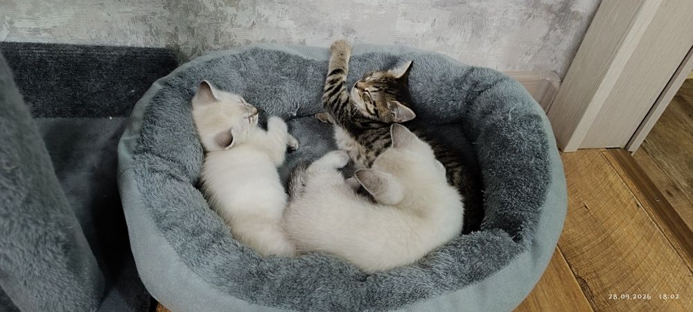 Отдам в добрые руки котят