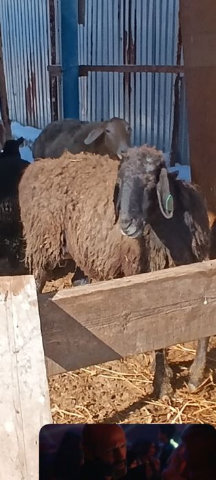 Бараны матки гиссар продам