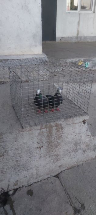 Рябагаловый пара чубати лиси