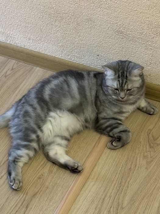 Шотландец Скоттиш Страйт