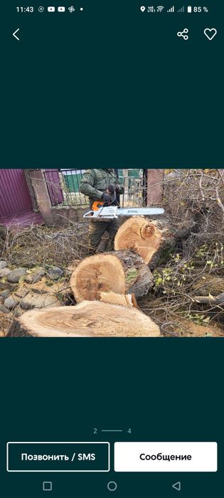 Ағаш ал кесемин_Дерево пелим