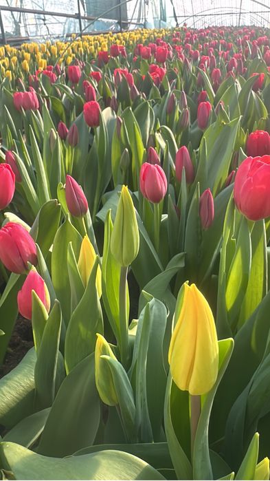Тюльпаны оптом  доставка