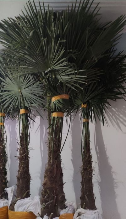 Palma daraxtlari bor