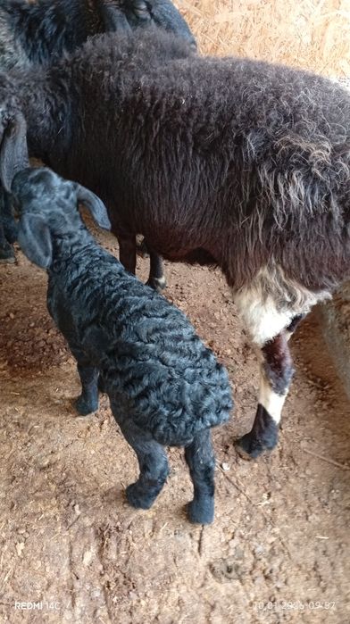 Она бола куй сотилади боласи ургочи!куй йош семиз сифатли хонаки хурон