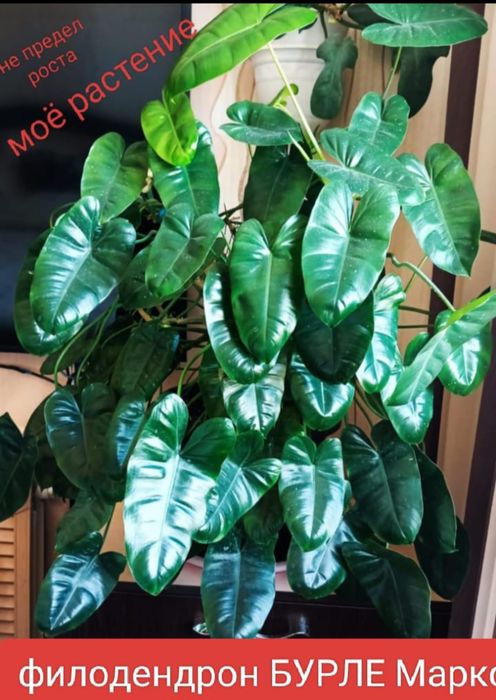 Цветы комнатные 500 тенге