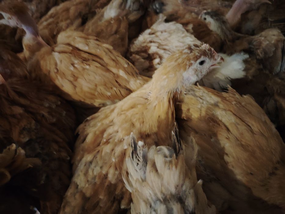 Vând puicute mixte mari