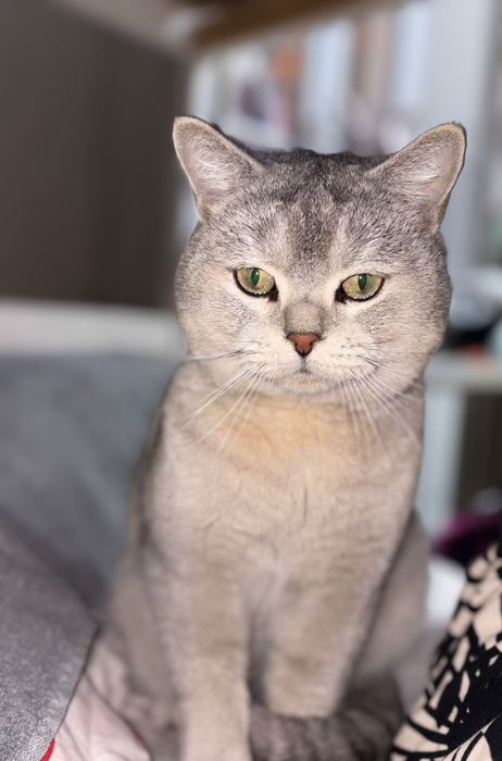 Вязка кот, мать британка лиловая, отец британец шиншилла