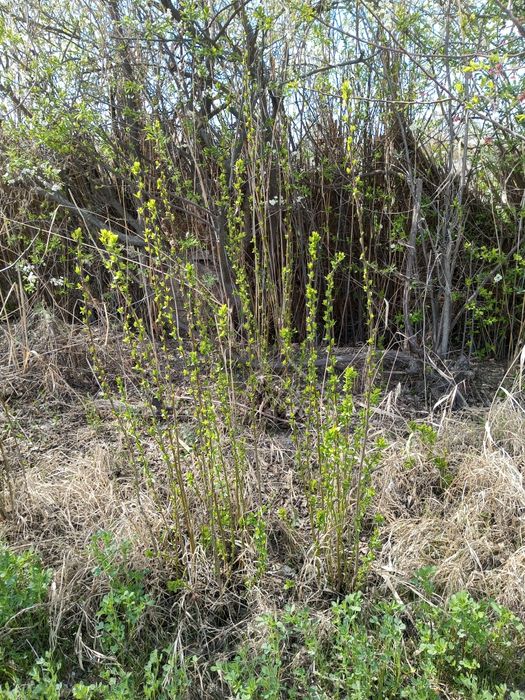 Кароли ва гилос Олма нихоллари сотилади 2 -3 йиллик нихоллар