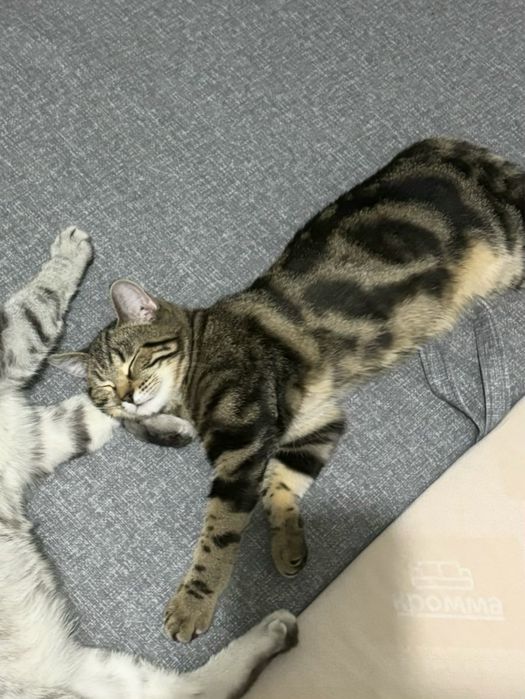 кошечка в хорошие руки