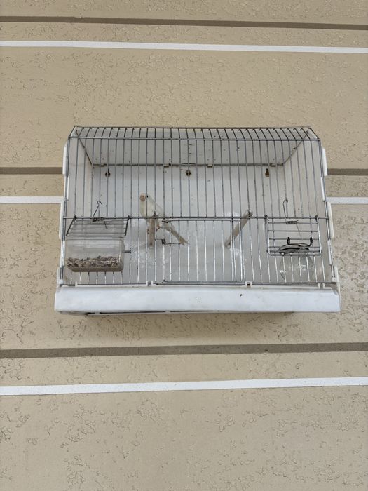 Канарейка белый самец