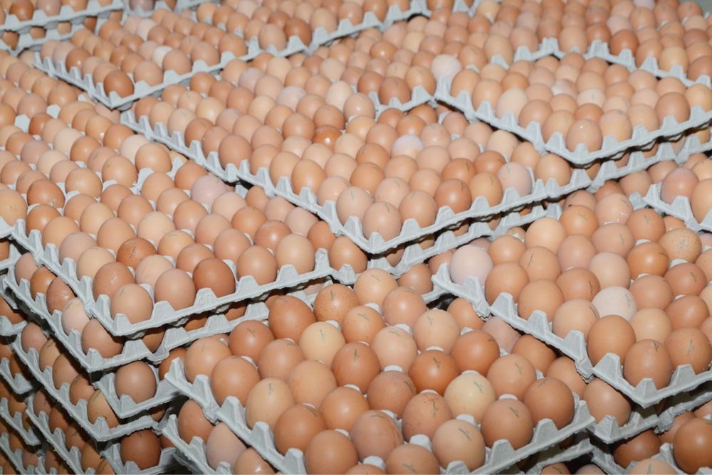 Инкубационное яйцо несушка индейка