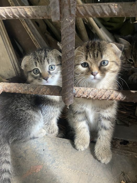 Срочно, котята в добрые пуки