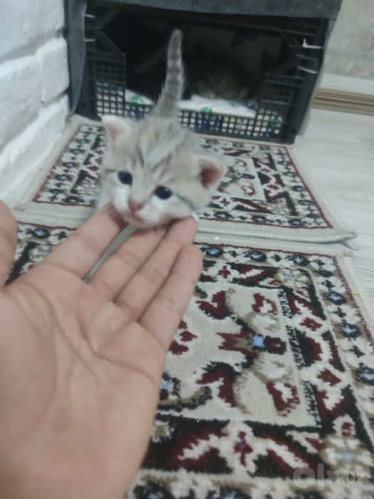 Продам котят Скотиш страйк