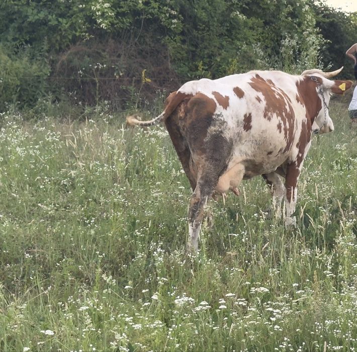 Vand vacă Bălțată