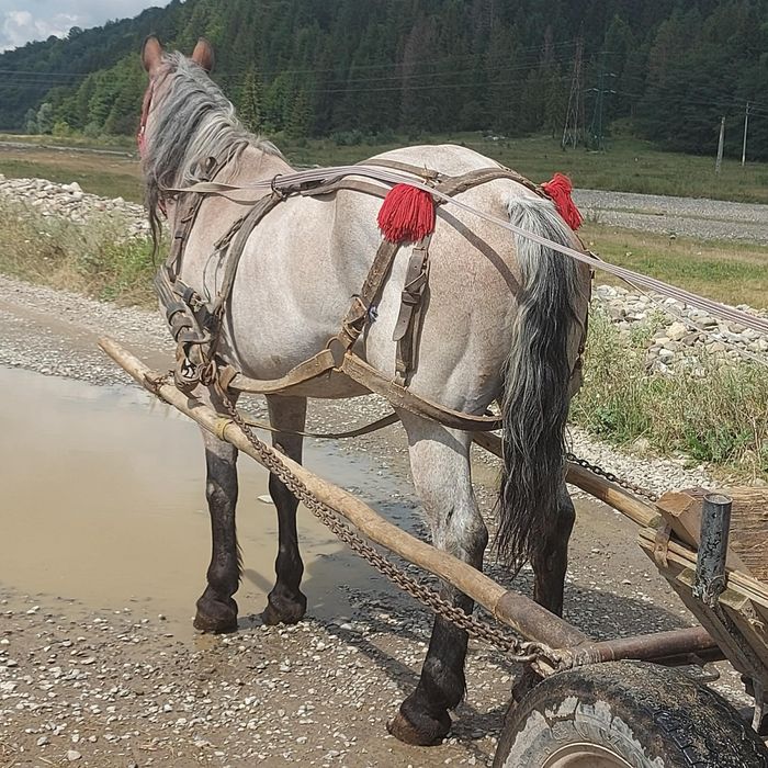 Vând iapă blândă