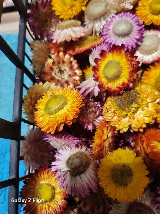 Vand imortele,flori de paie.