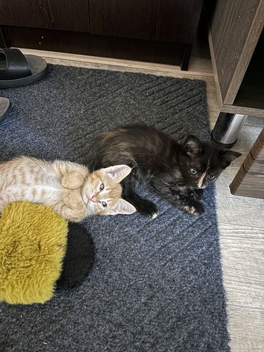 Котята бесплатно