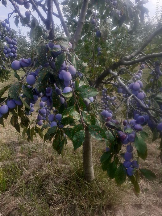 Vand prune anaspet!