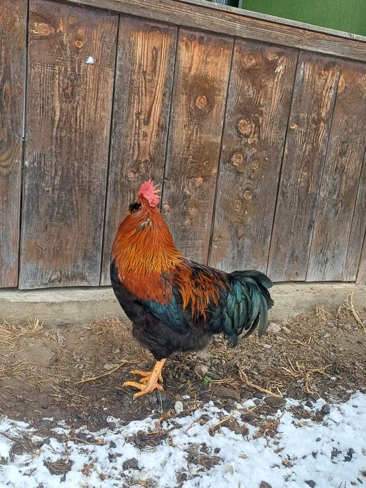 Vând cocosi de 8luni