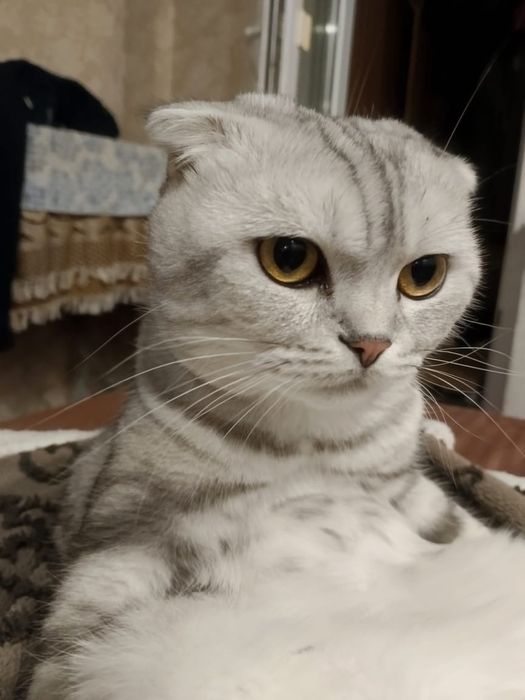 Продаються котики