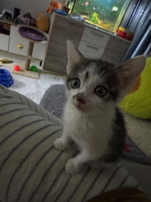 Котенок котик 2 месяца