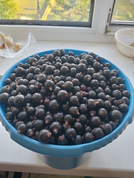 Продам смородину свежая