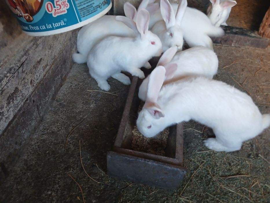 Vând iepure fluture german