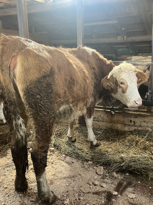 Vaca de 5 ani gestanta in 7 luni