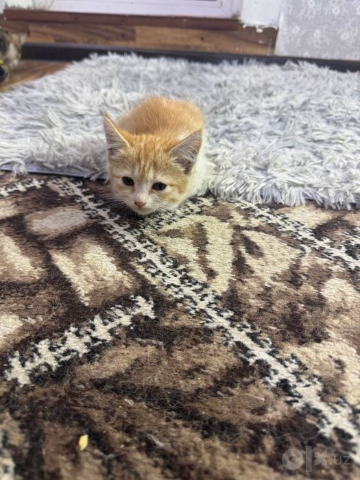 Ищем Семьи Котятма