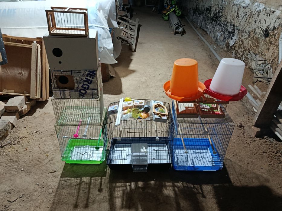 2 пара волнистий, 1 пара карелла