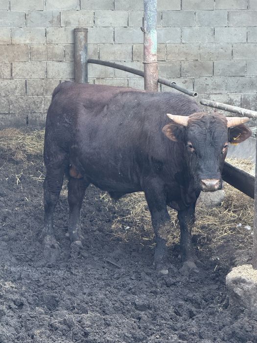 Продам 9 быков с откорма