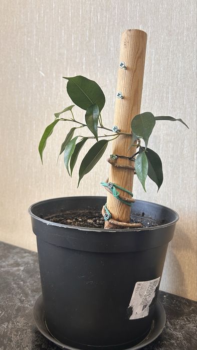 Фикус бенджамена спираль