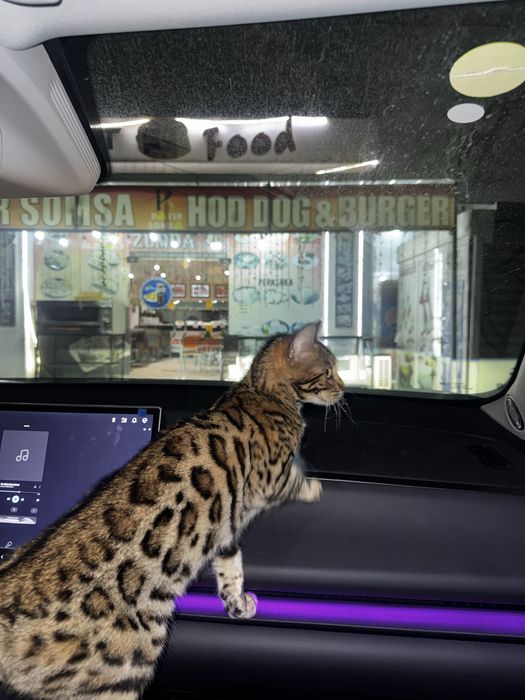 Бенгал мушук сотилади (киз)