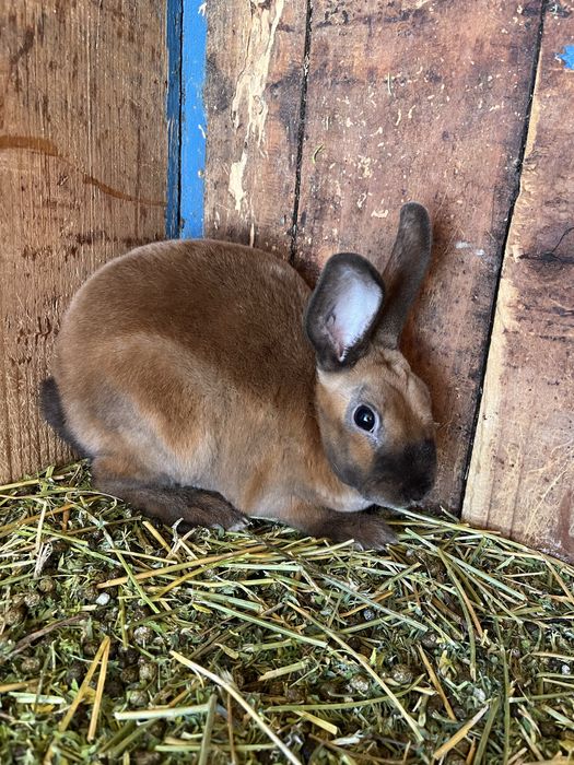 Disponibili iepuri Rex pitic și Holland Lop ( berbec pitic)