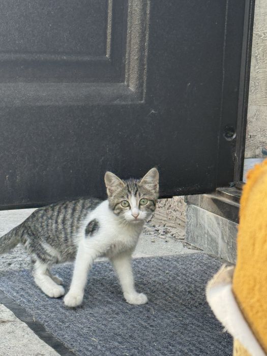 Отдам котят в добрые руки