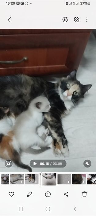 отдам котят новостройка