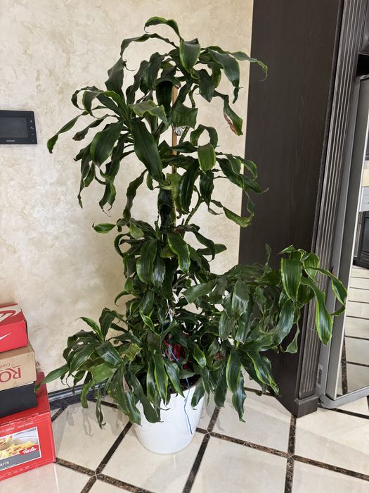 Продам растения,  отлично подойдут для офиса или дома