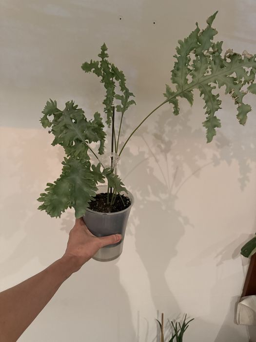 Флебодиум Давана