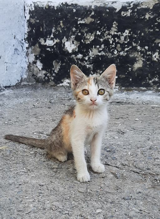 Марғаулар, котята
