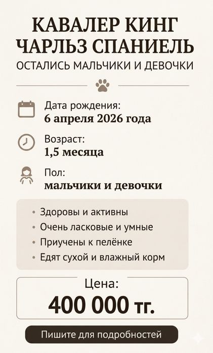 Кавалер кинг чарльз спаниель