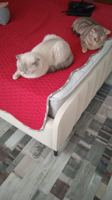 Продаем милых котят