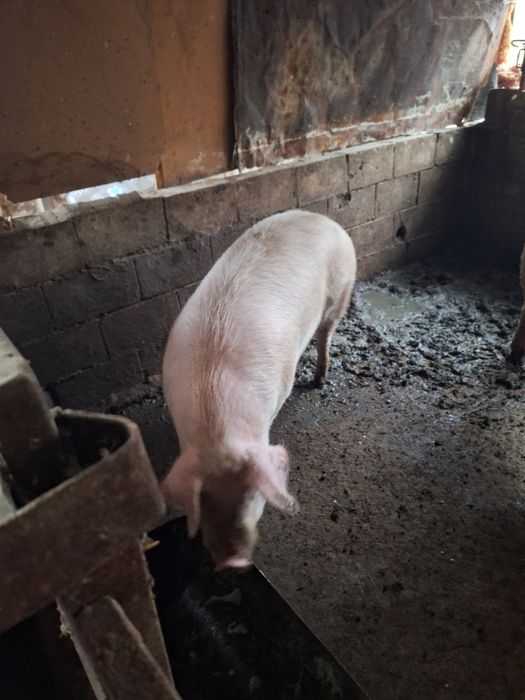 Продавам прасе .