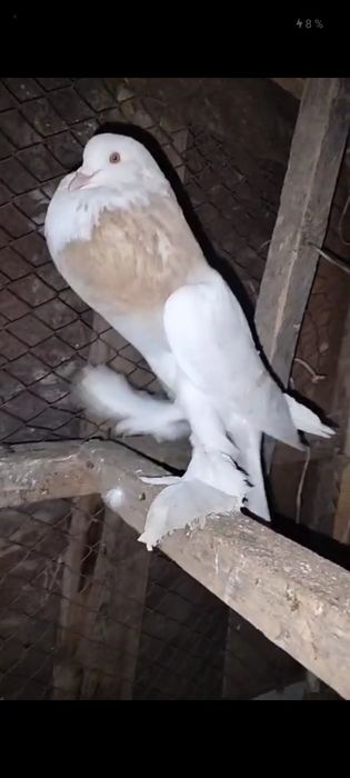 Дутыштар сатылады