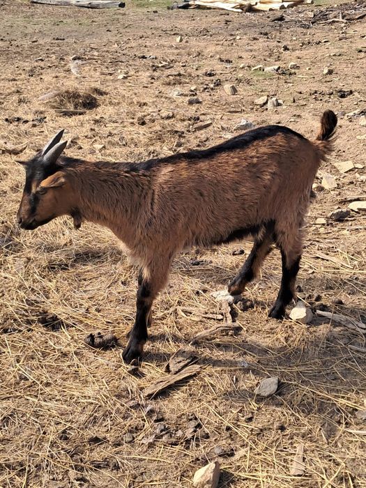 Țap Metiș Alpin de 2 luni