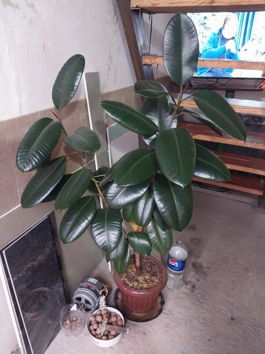 Продаётся фикус.