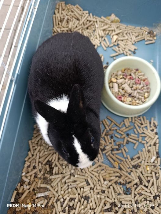 Срочно продам декларативного кролика