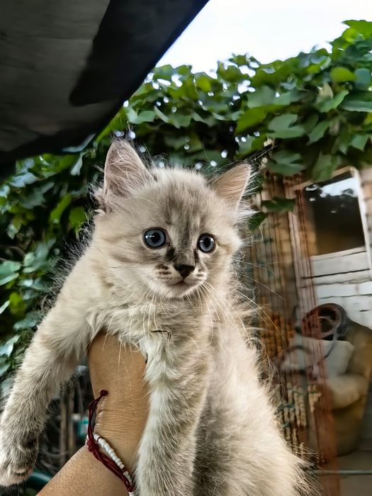 Котята в добрые руки бесплатно